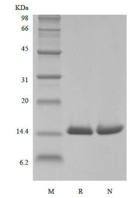 SDS-PAGE: Recombinant Human MIF His Avi-tag Protein [Biotin] [NBP3-18522]